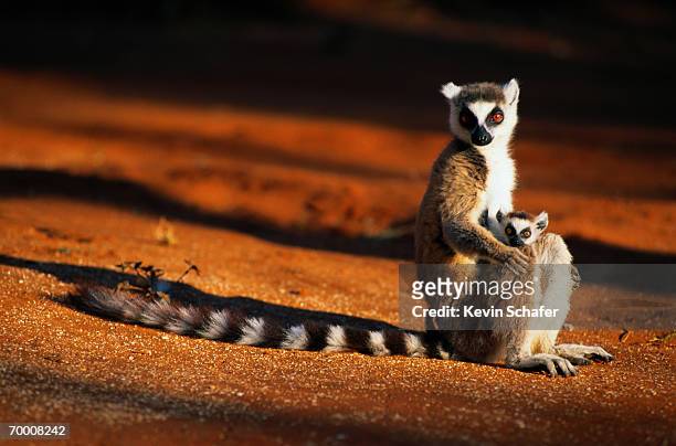 ring-tailed lemur (lemur catta) sitting with young, madagascar - madagascar stock-fotos und bilder