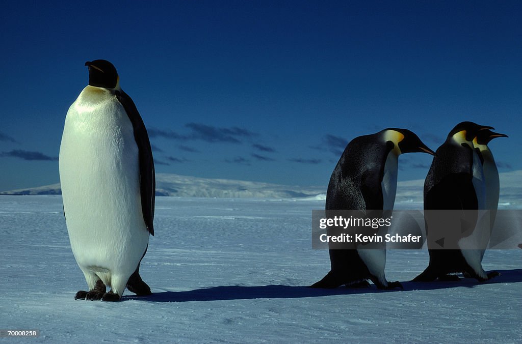 Emperor Penguins Antarctica High-Res Stock Photo - Getty Images