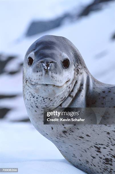 leopard seal (hydrurga leptonyx) paradise bay, antartica, close-up - ヒョウアザラシ ストックフォトと画像