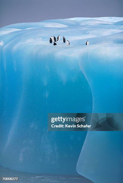 antarctica, weddell sea, chinstrap penguins resting on blue iceberg - chinstrap penguin stockfoto's en -beelden