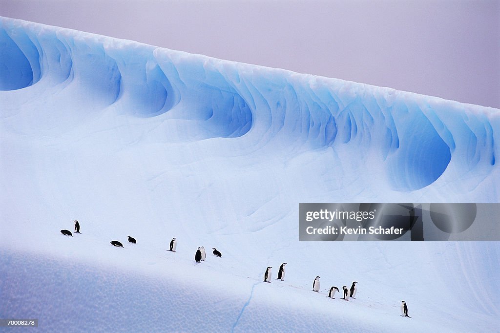 Antarctica, South Orkney Islands, chinstrap penguins on iceberg