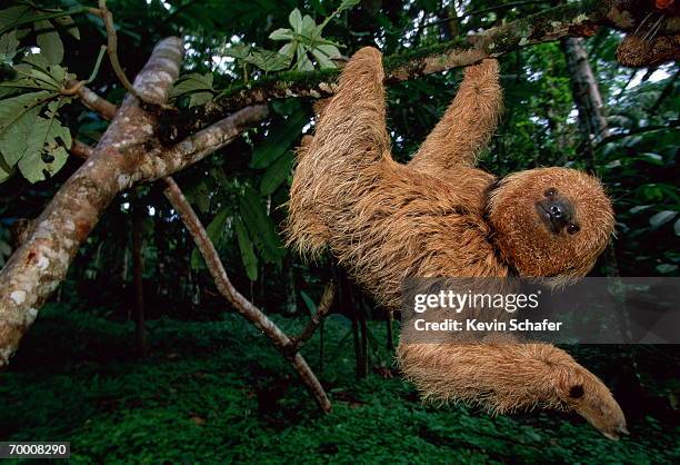 maned sloth (bradypus torquatus) hanging in tree, brazil, low angle - maned sloth stock-fotos und bilder