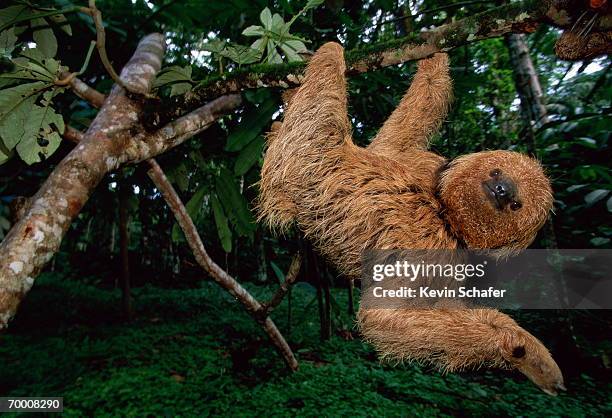 maned sloth (bradypus torquatus) hanging in tree, brazil, low angle - bicho preguiça - fotografias e filmes do acervo