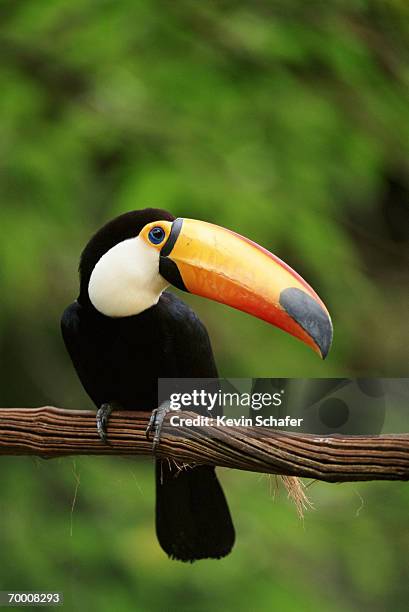 toco toucan (ramphastos toco) on branch, parana, brazil - toco toucan stock pictures, royalty-free photos & images