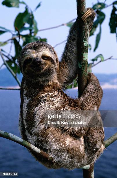 three-toed sloth (bradypus tridactylus) amazon river, brazil - three toed sloth fotografías e imágenes de stock
