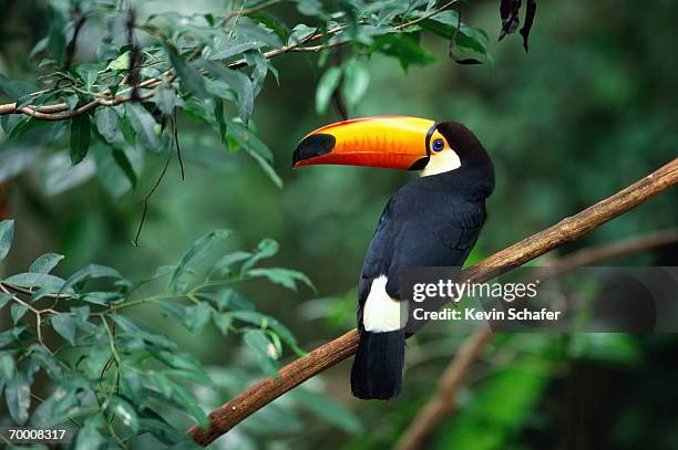 toco toucan (ramphastos toco) perched on branch, brazil - tukan stock-fotos und bilder