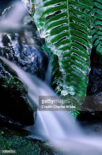 sword fern (polystichum munitum) in ice near babbling brook,winter - polystichum munitum stock pictures, royalty-free photos & images