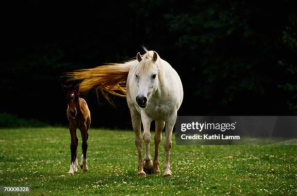 welsh pony mare with foal walking in field - welsh pony stock pictures, royalty-free photos & images
