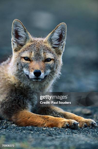 gray fox (pseudalopex griseus) resting in alpine meadow - gray fox stock-fotos und bilder