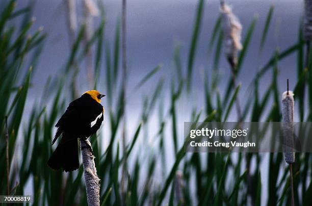 yellow-headed blackbird (xanthocephalus xanthocephalus) usa - xanthocephalus stock pictures, royalty-free photos & images