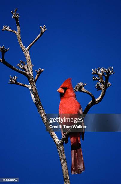 northern cardinal (cardinalis cardinalis) on tree branch - blue cardinal bird stock pictures, royalty-free photos & images