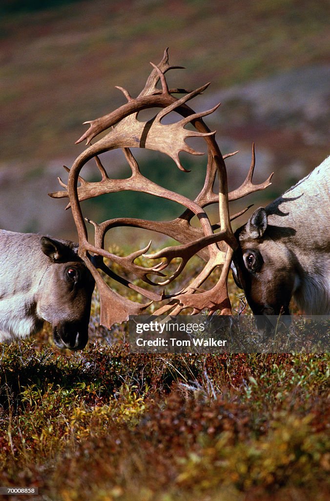 Caribou (Alces alces) locking antlers, Denali NP, Alaska, USA