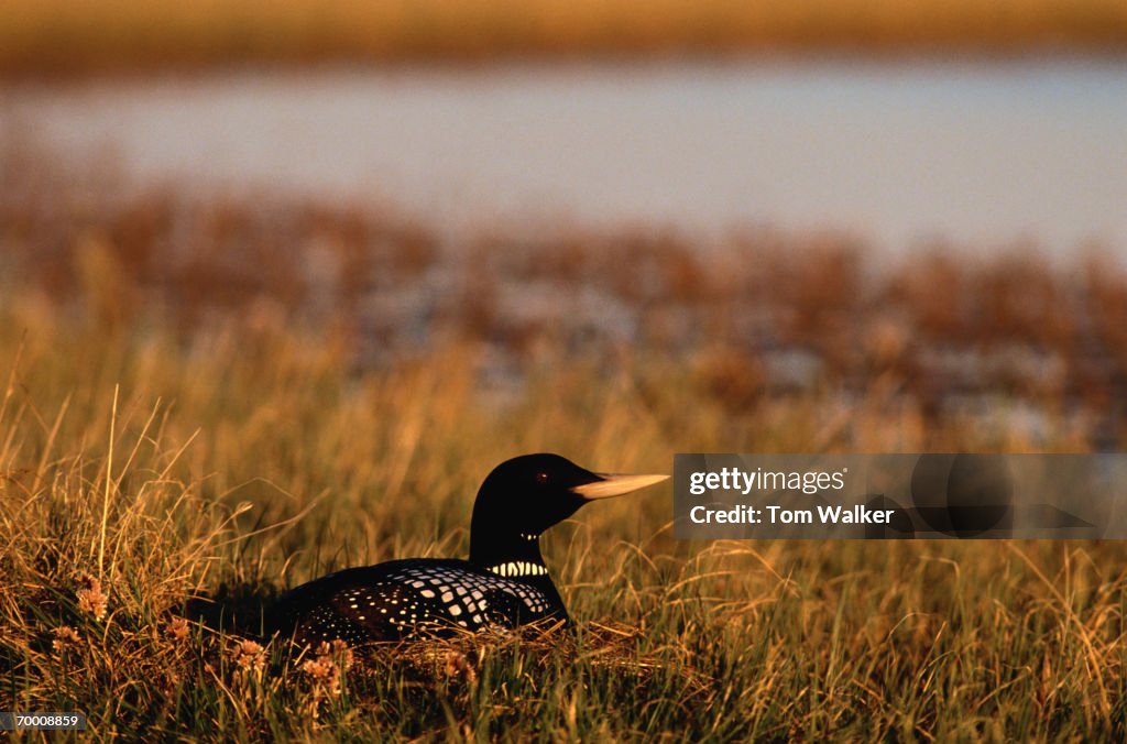 Yellow-bill loon (Gavia adamsii)