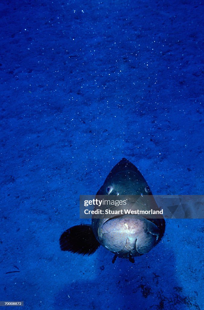 Blackfin Grouper (mycteroperca bonaci.), close-up, Mexico