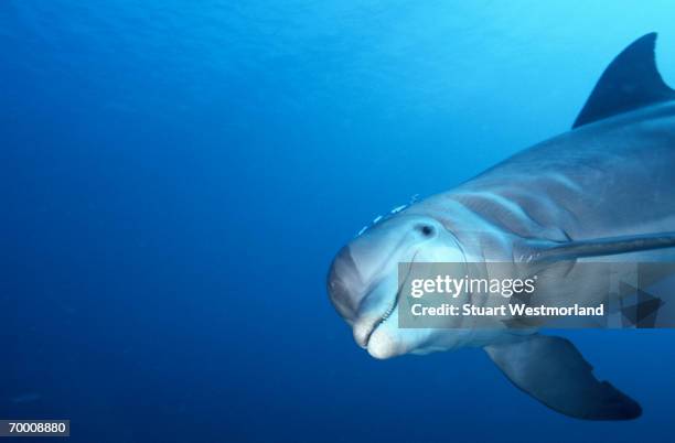 bottle-nosed dolphin (tursiops trancatus) roatan, honduras - tuimelaar stockfoto's en -beelden