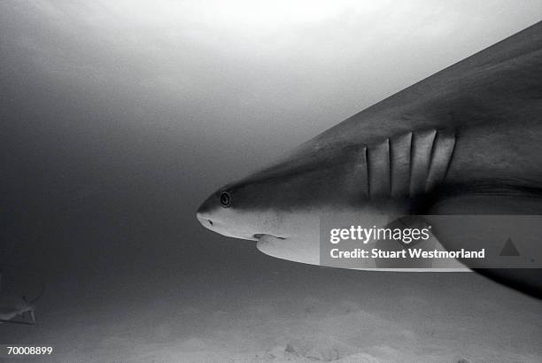 reef shark (carcharhinus perezi) caribbean sea (b&w) - caribbean reef shark stockfoto's en -beelden