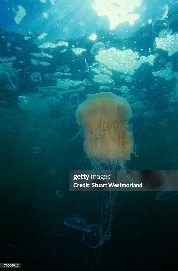 Lion's mane jellyfish (Cyania capillata) Washington, USA