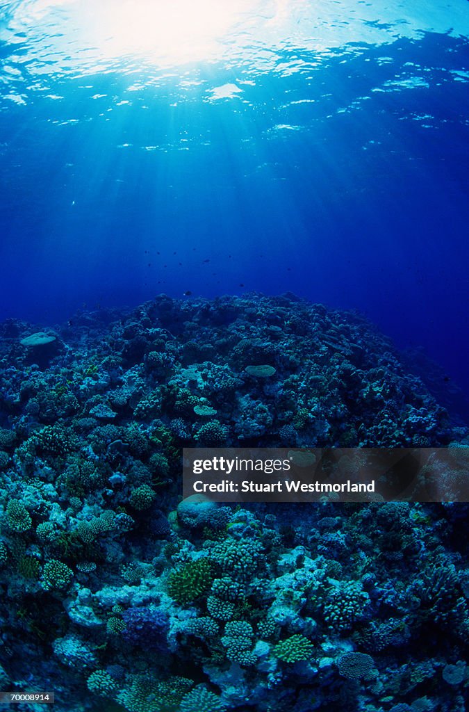 Hard coral reef, Great Barrier Reef, Australia