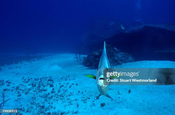 grey angelfish (pomacanthus arcuatus) caribbean sea - gray angelfish stock pictures, royalty-free photos & images