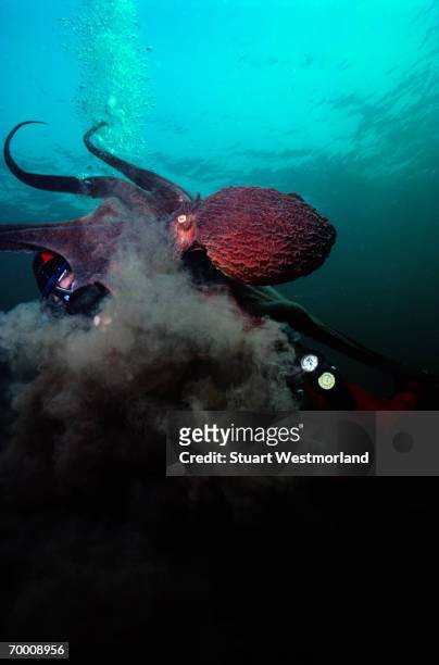octopus (octopus doefleini) 'inking' diver, british columbia, canada - cephalopod stockfoto's en -beelden