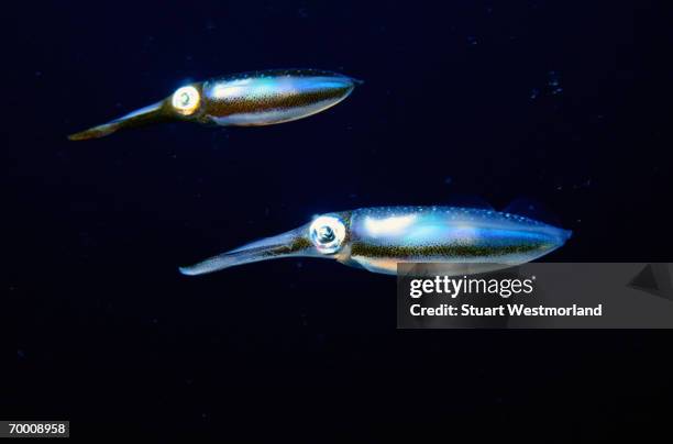 common pacific reef squids (sepioteuthis lessoniana), papua new guinea - bioluminescência imagens e fotografias de stock