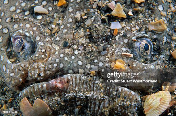 southern stargazer (astroscopus y-graecum), close-up, florida, usa - stargazer fish stock pictures, royalty-free photos & images