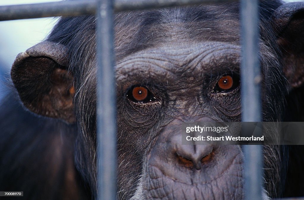 Chimpanzee (Pan troglodytes) behind bars, close-up