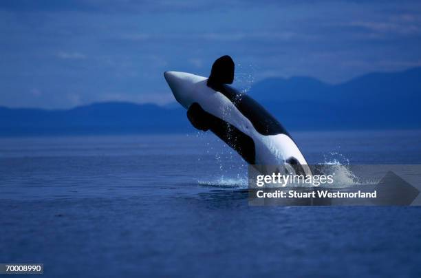 killer whale (orcinus orca) breaching, washington, usa - whale jumping stock pictures, royalty-free photos & images