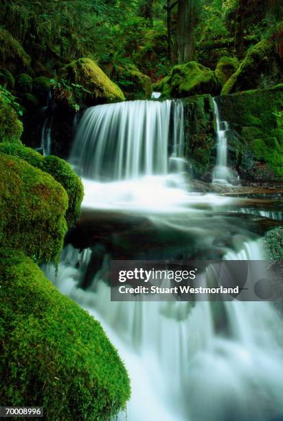 whitewater creek falls, oregon, usa (long exposure) - willamette national forest stock pictures, royalty-free photos & images