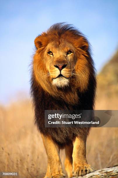 african lion (panthera leo) salinas, california, usa, close-up - majestic lion stock pictures, royalty-free photos & images