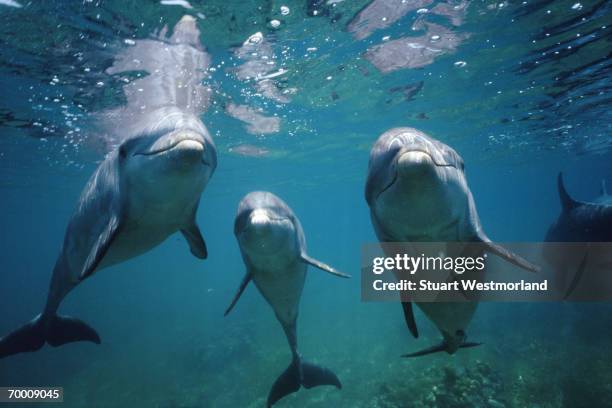 bottle-nosed dolphins (tursiops truncatus) honduras,underwater view - dolphin stock-fotos und bilder