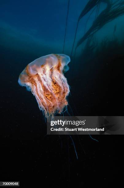 lion's mane jellyfish (cyanea capillata) washington, usa - lions mane jellyfish stock pictures, royalty-free photos & images