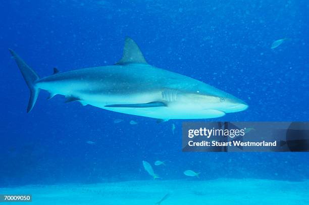 caribbean reef shark (carcharhinus perezi) bahamas - caribbean reef shark stockfoto's en -beelden