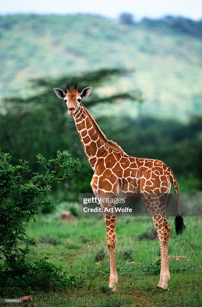 Reticulated Giraffe, Serengeti Nat. Park, Tanzania