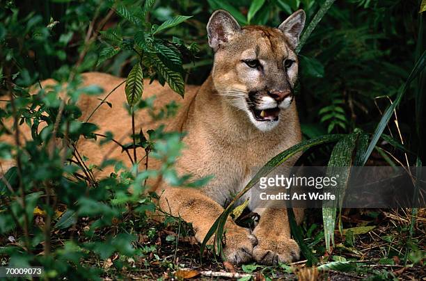 florida panther (felis concolor coryi) resting on ground, florida - puma stock-fotos und bilder