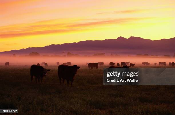 cattle (bos taurus) grazing in pasture at dawn - montana moody sky stock pictures, royalty-free photos & images