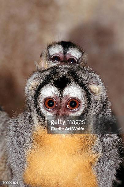 pair of owl monkeys (aotus trivirgatus) - cebidae stock pictures, royalty-free photos & images