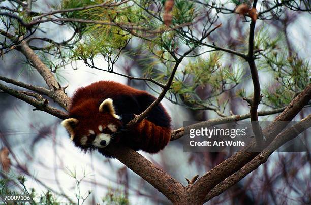 red panda (ailurus fulgens) in tree, china - red panda stock pictures, royalty-free photos & images