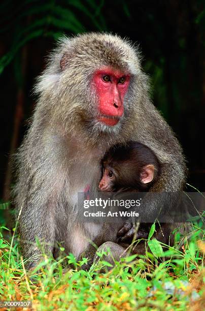 japanese macaque and young (macaca fuscata), nagano, japan - nuzzling stockfoto's en -beelden