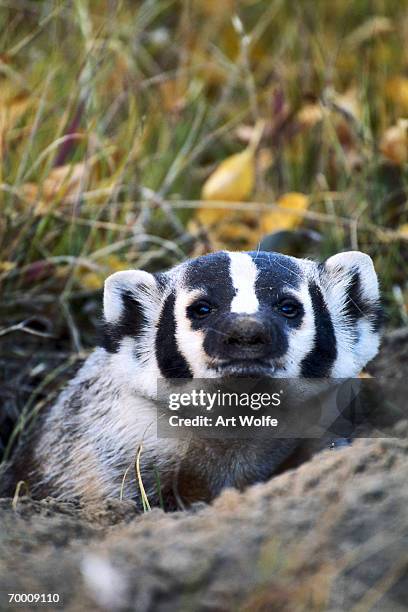 american badger (taxidea taxus) in den, wyoming, usa, close-up - american badger 個照片及圖片檔