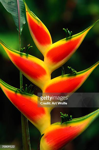 heliconia (heliconoa stricta), close-up, costa rica - heliconia stricta stock pictures, royalty-free photos & images