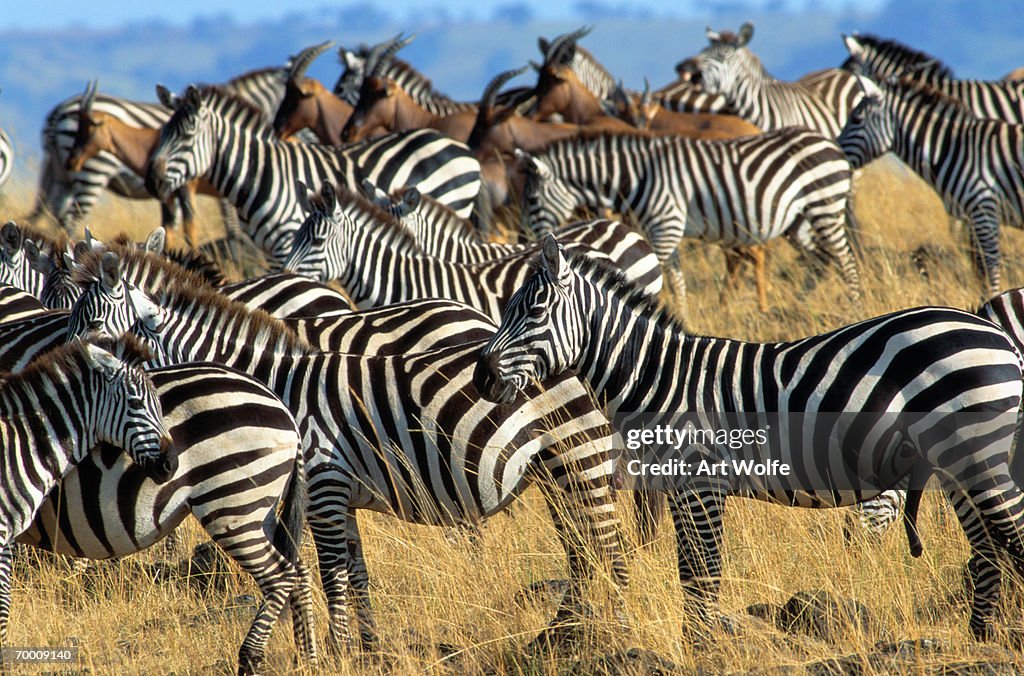 Burchell's zebra (Equus burchelli) and Topi (Damaliscus lunatus)