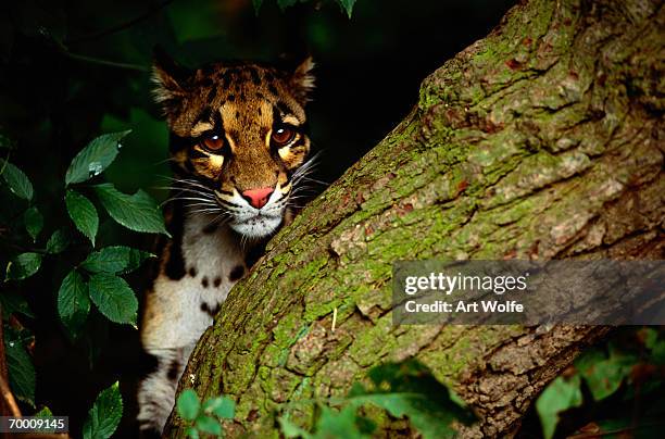 clouded leopard (neofelis nebulosa) behind tree - nebelparder stock-fotos und bilder