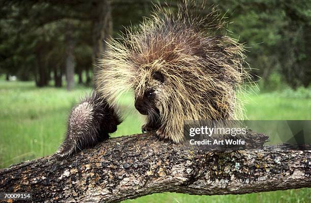 porcupine (erethizon dorsatum) with young on branch, washington, usa - porcupine stockfoto's en -beelden