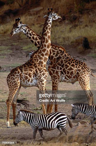 giraffes and burchell's zebras, masai mara national reserve,kenya - necking stock pictures, royalty-free photos & images