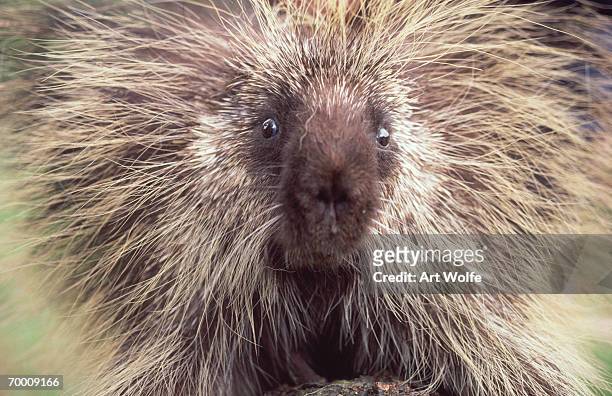 porcupine (erethizon dorsatum) oregon, usa, head-shot - porcupine stockfoto's en -beelden