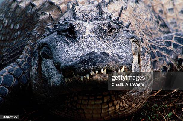 american alligator (alligator mississippiensis), close-up - alligator stock-fotos und bilder