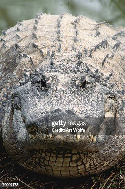 american alligator (alligator mississippiensis) - crocodile family stock pictures, royalty-free photos & images