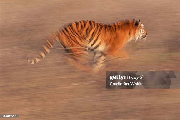 bengal tiger (panthera tigris) running across open area, india - tiger running stockfoto's en -beelden