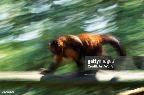 brown pale-fronted capuchin (cebus albifrons) (blurred motion) - cebus albifrons stock pictures, royalty-free photos & images
